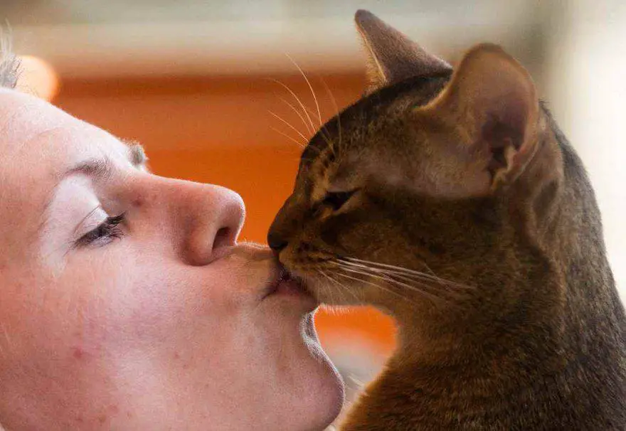 besar al gato