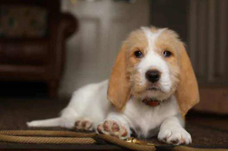 cachorro de grifo briquet