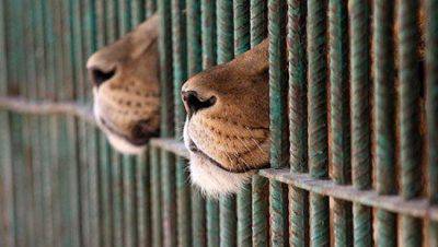 jaula del zoológico