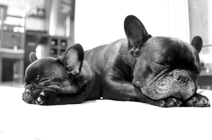 Cachorro de bulldog francés