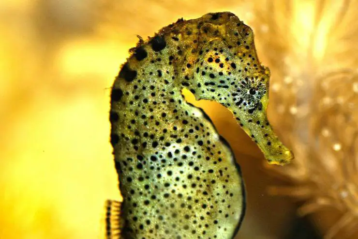 cavalluccio