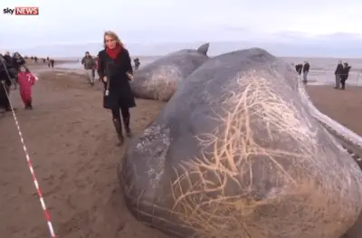 ballenas varadas