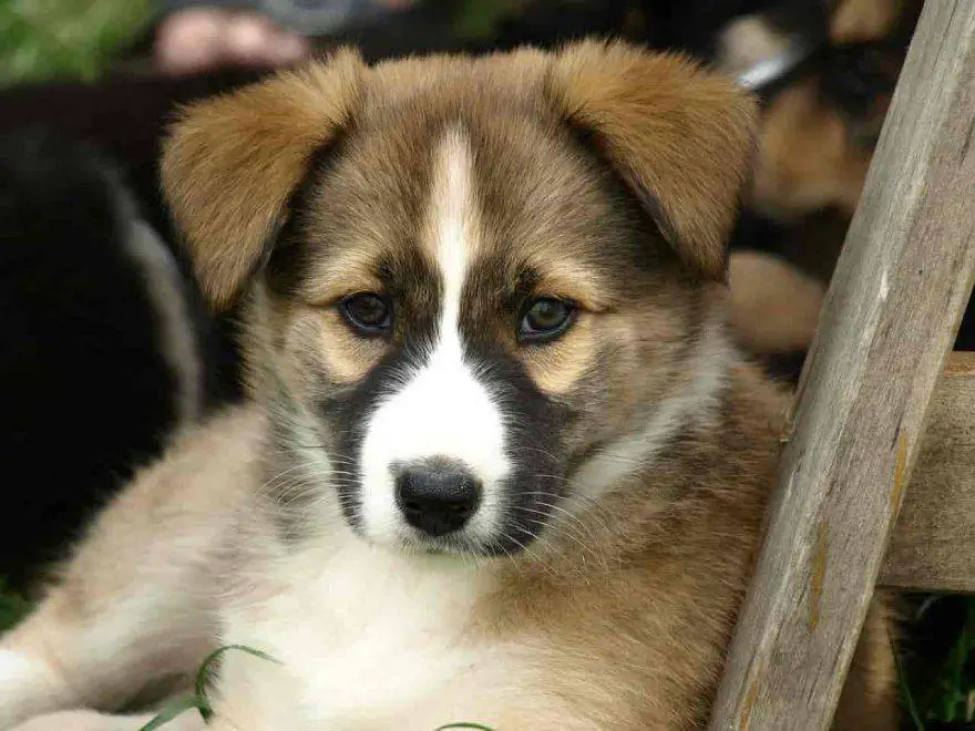 cachorros perros controles veterinarios