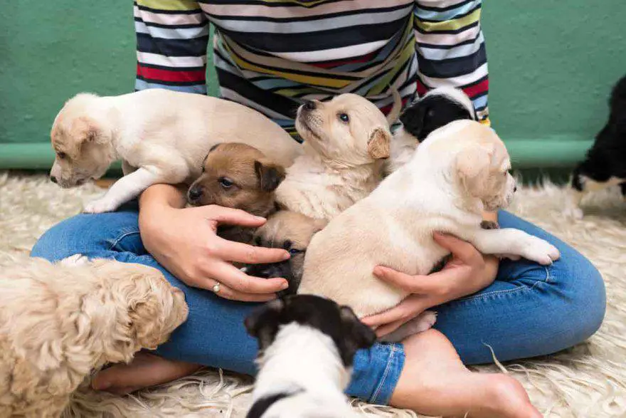 cachorros de perro