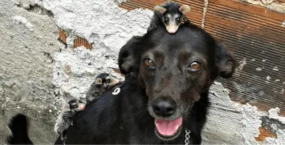 zarigüeya-perra-adopción-cover-1