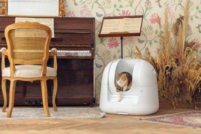 arena para gatos