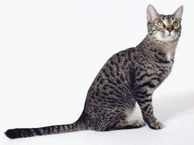 california-spangled-veterinaritalia