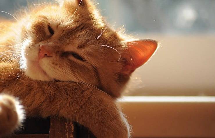 síntomas de deshidratación del gato