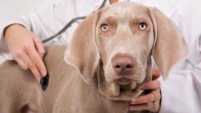 veterinario de caña