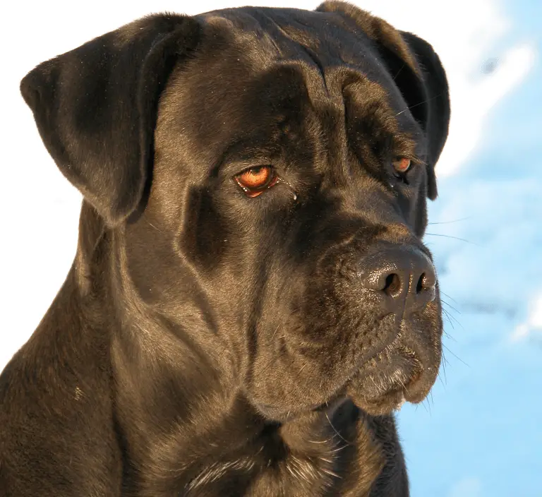 personaje de cane corso