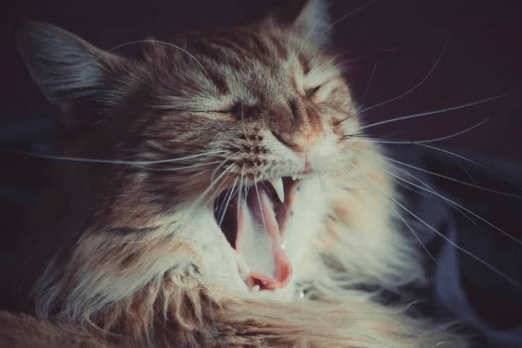 Caries dental en gatos