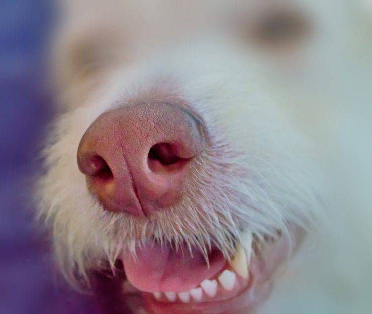 perro caries