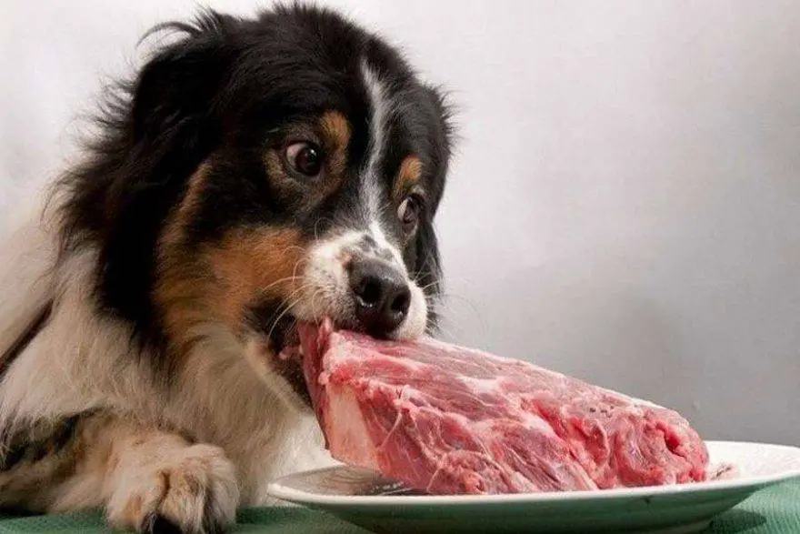 ¿Pueden los perros comer carne cruda?