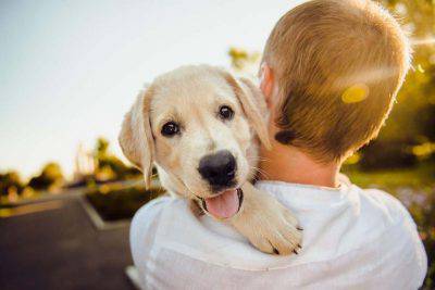 carta al perro
