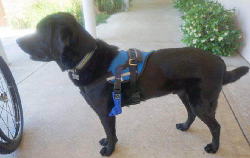 comunicación del perro