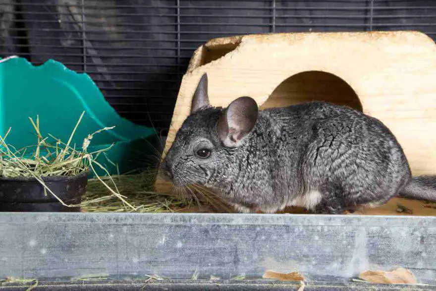 chinchilla doméstica