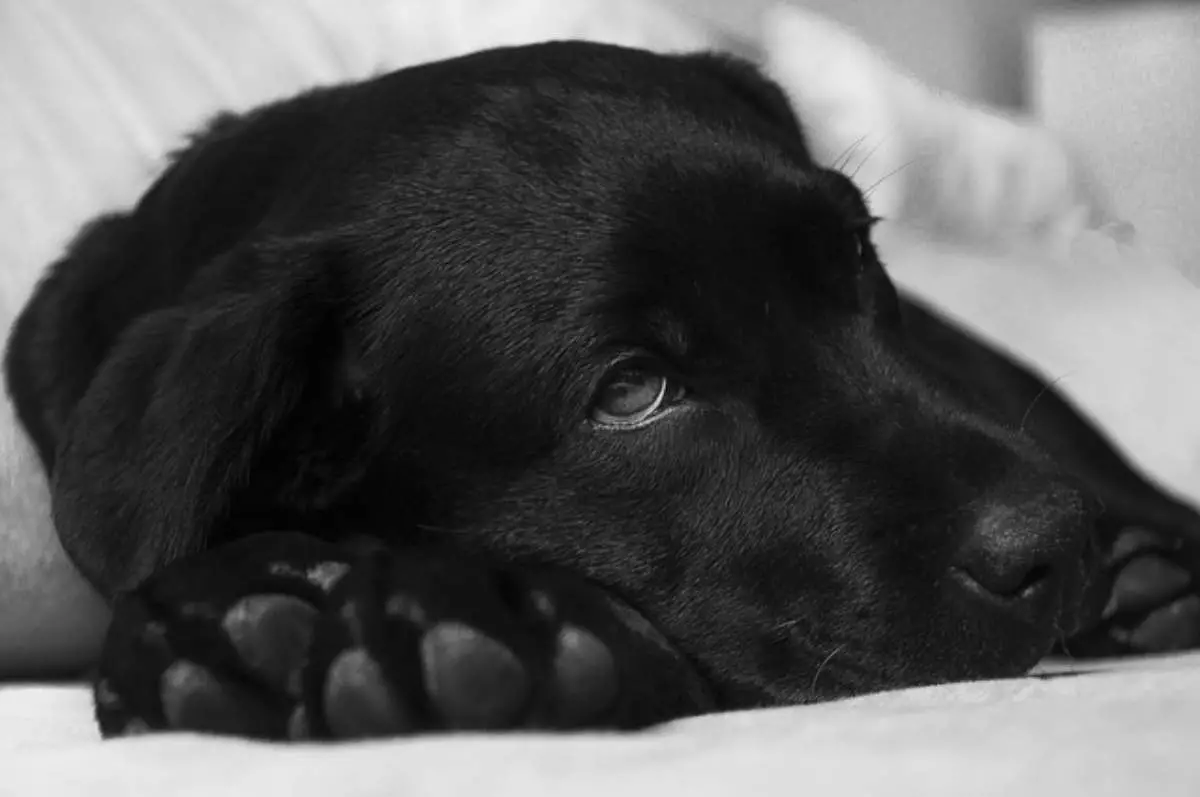 Cianosis en perros, síntomas, causas y tratamientos necesarios