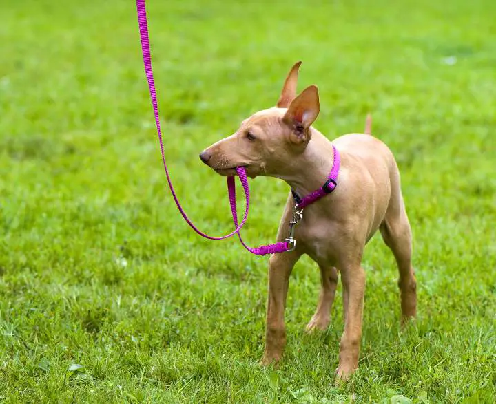Cirneco dell'etna cachorro a.