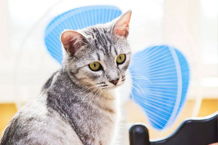 gato y ventilador