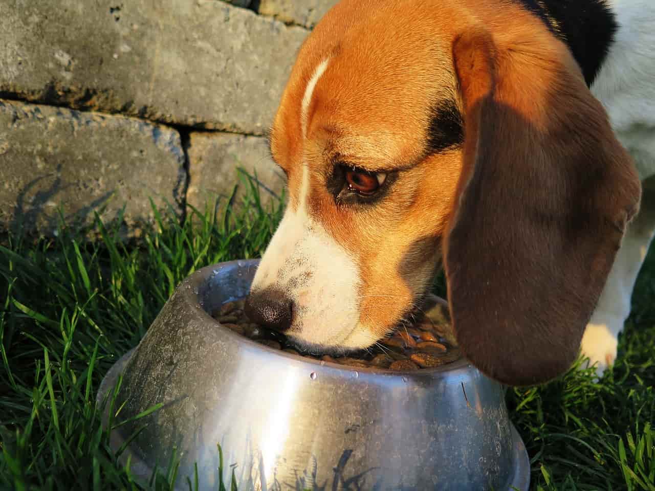 comida de perro