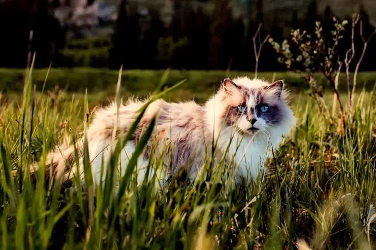 Ayuda al gato a pasar el verano y soportar el calor.