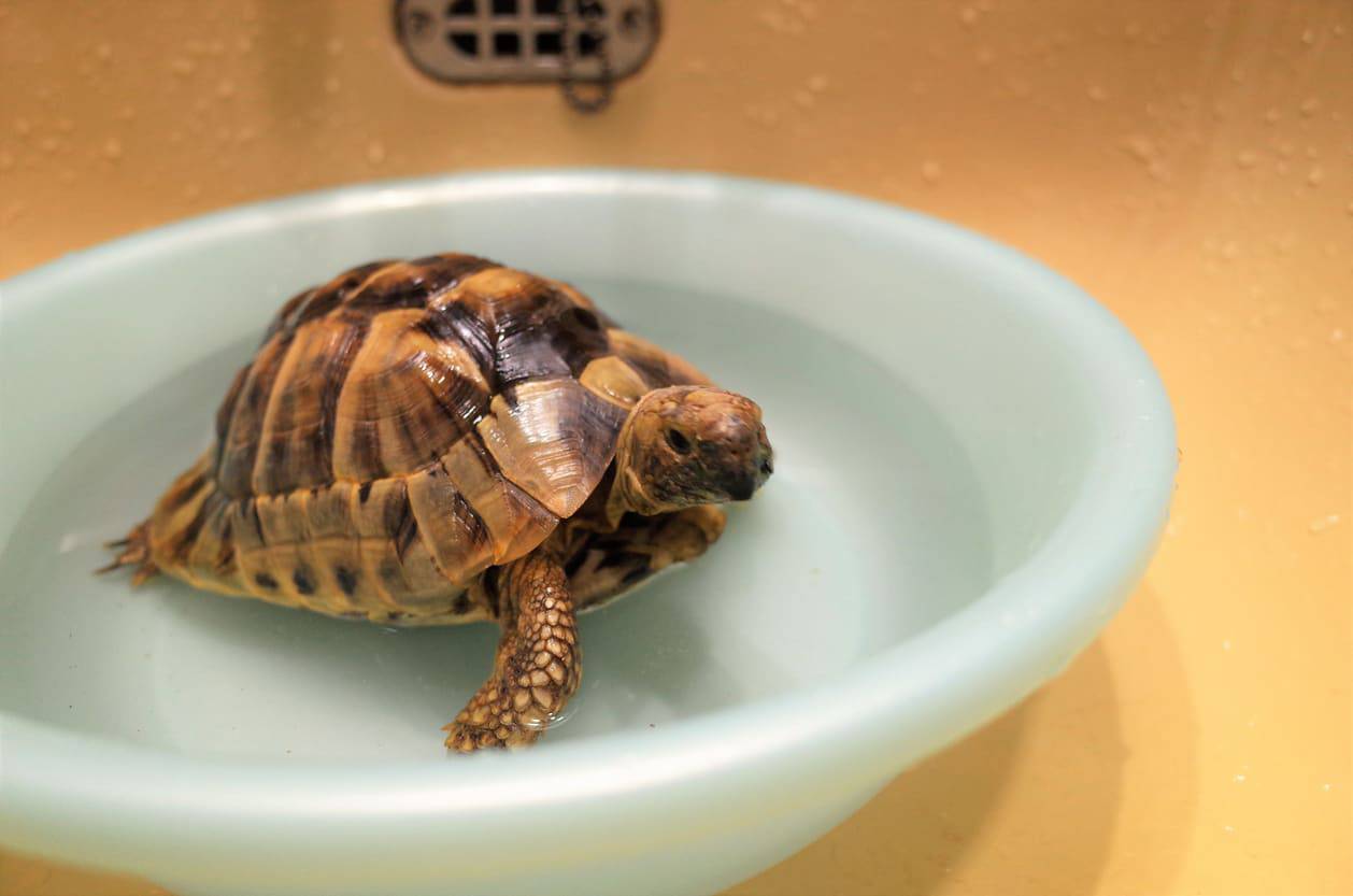 como bañar reptiles