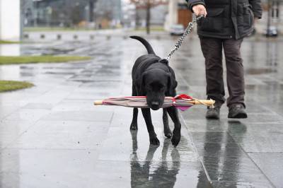 ALEMANIA-ANIMALES-PERRO-CLIMA-FUNCIÓN