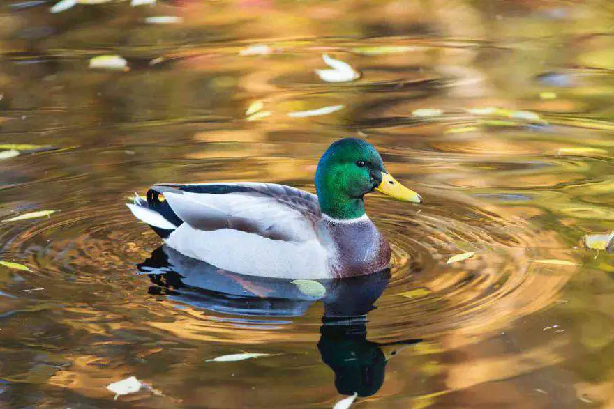 Cómo construir un estanque de patos