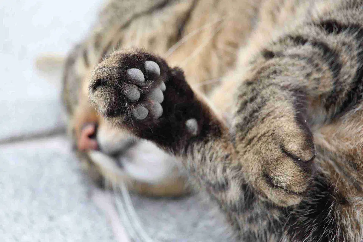 uñas cortadas gato