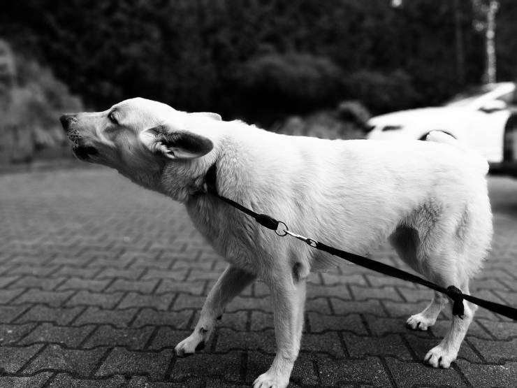 Perro tirando de una correa