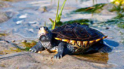Tortuga de agua