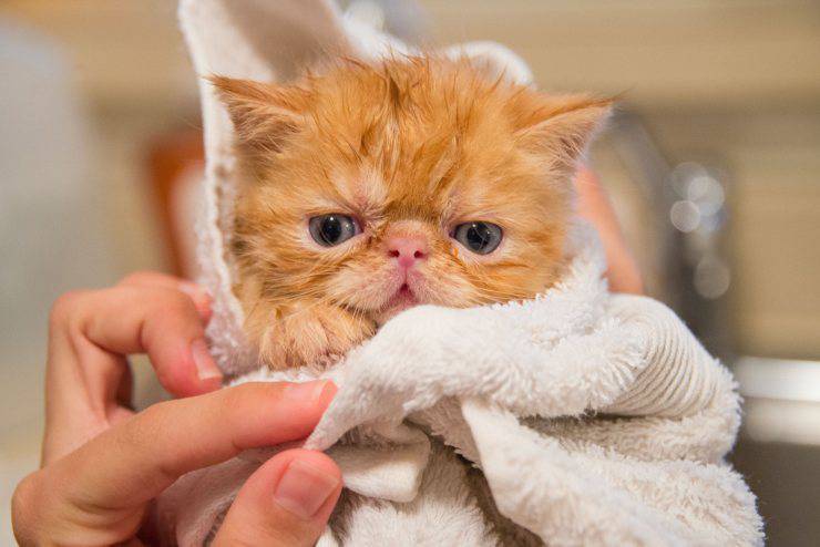 higiene del gato