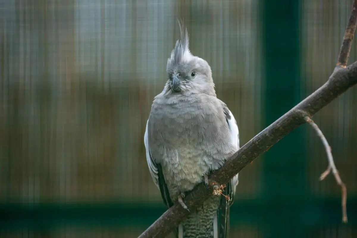 cómo criar un loro cacatúa (foto Pixabay)