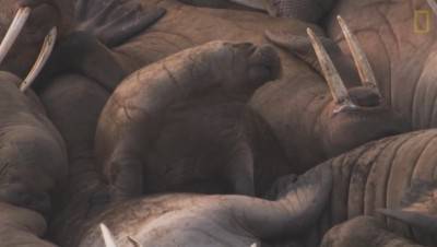 los animales duermen