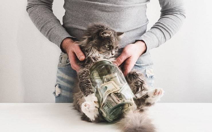 Como explica el gato