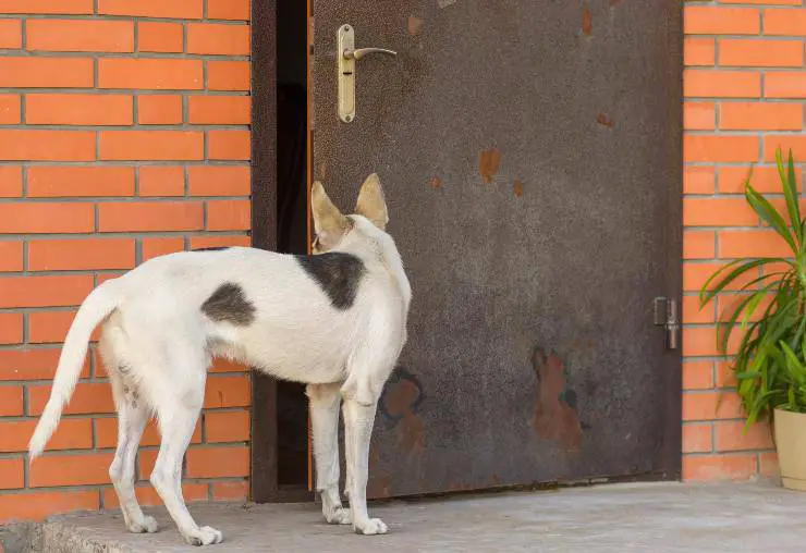 como enseñarle al perro a cerrar una puerta