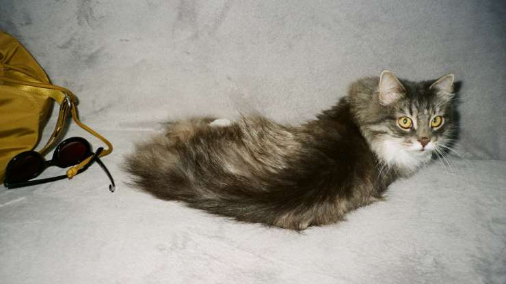 cómo enseñarle al gato a no subirse al sofá
