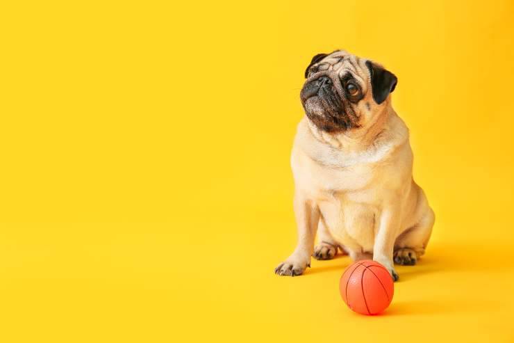 perro y pelota