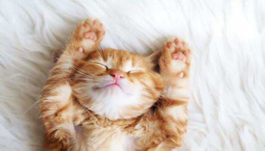 Signos de un gato feliz