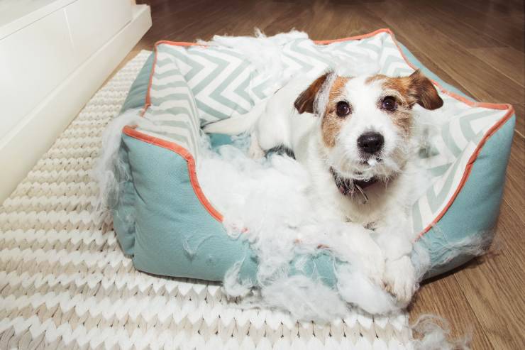 cómo evitar que el perro destruya su cama