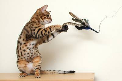 juego de gato 4
