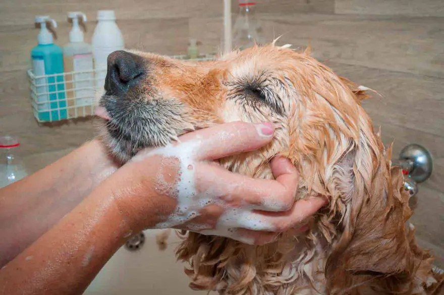 remedios naturales para lavar perros