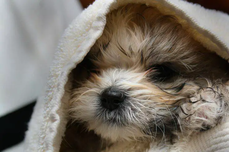lavar al perro en casa (Flickr Photo)