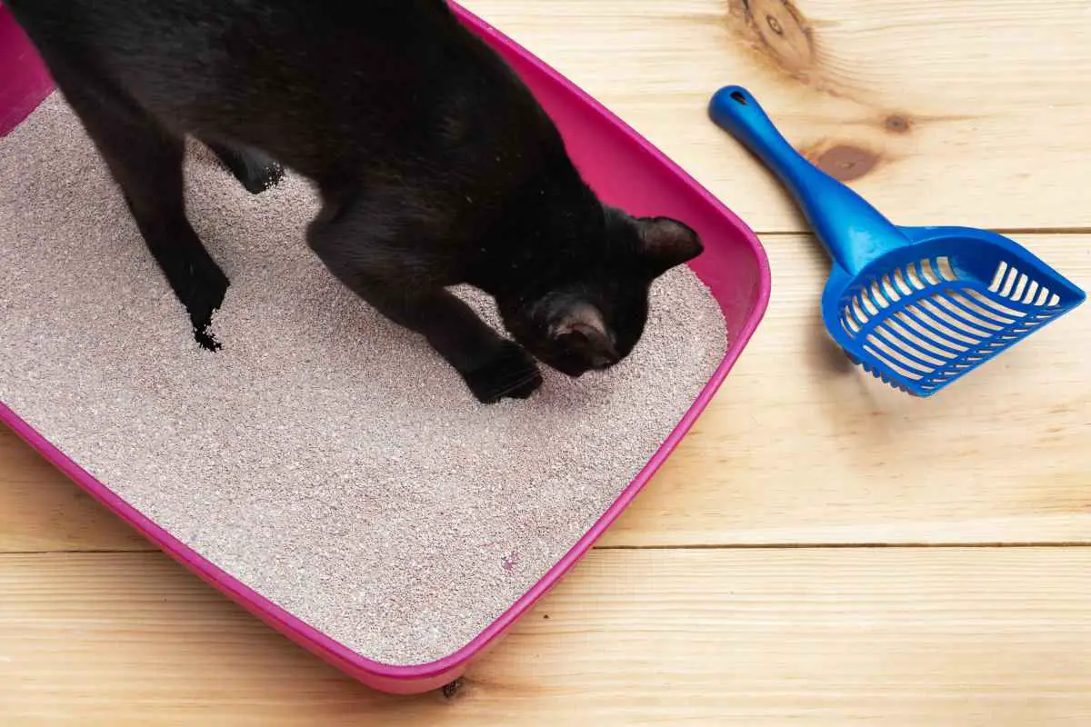 arena para gatos adobestock