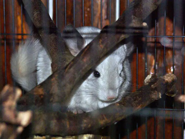 chinchilla roedor limpia