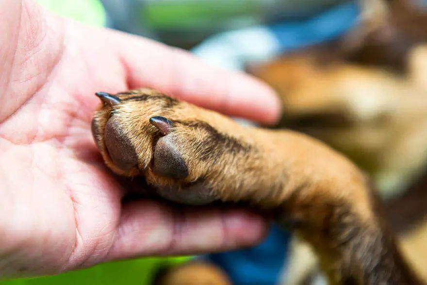 patas de perro limpias