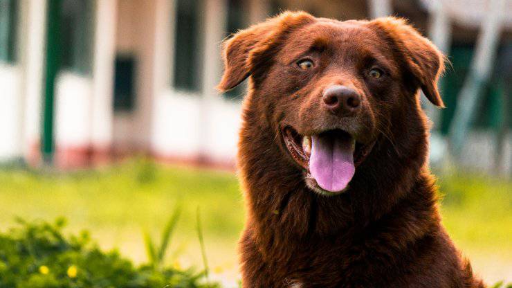 Cómo mantener las moscas alejadas de nuestro perro en verano: todos los consejos