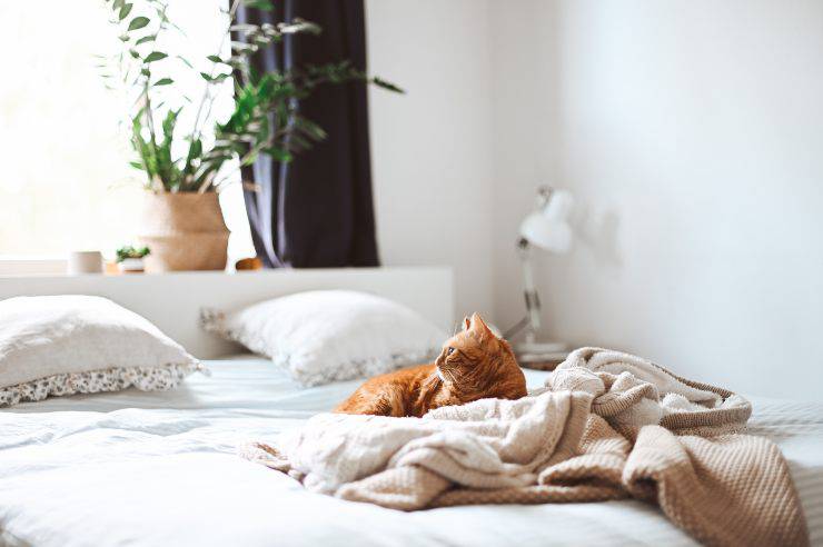 Tira al gato de la cama
