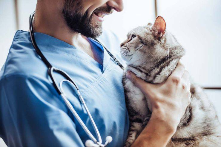 Lleva al gato al veterinario