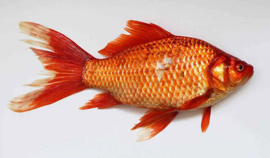Peces rojos